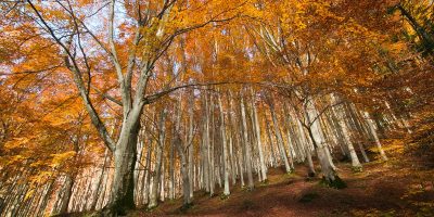 parco-foreste-casentinesi-ph-buffy1982-shutterstock-1 parco-foreste-casentinesi-ph-buffy1982-shutterstock-1